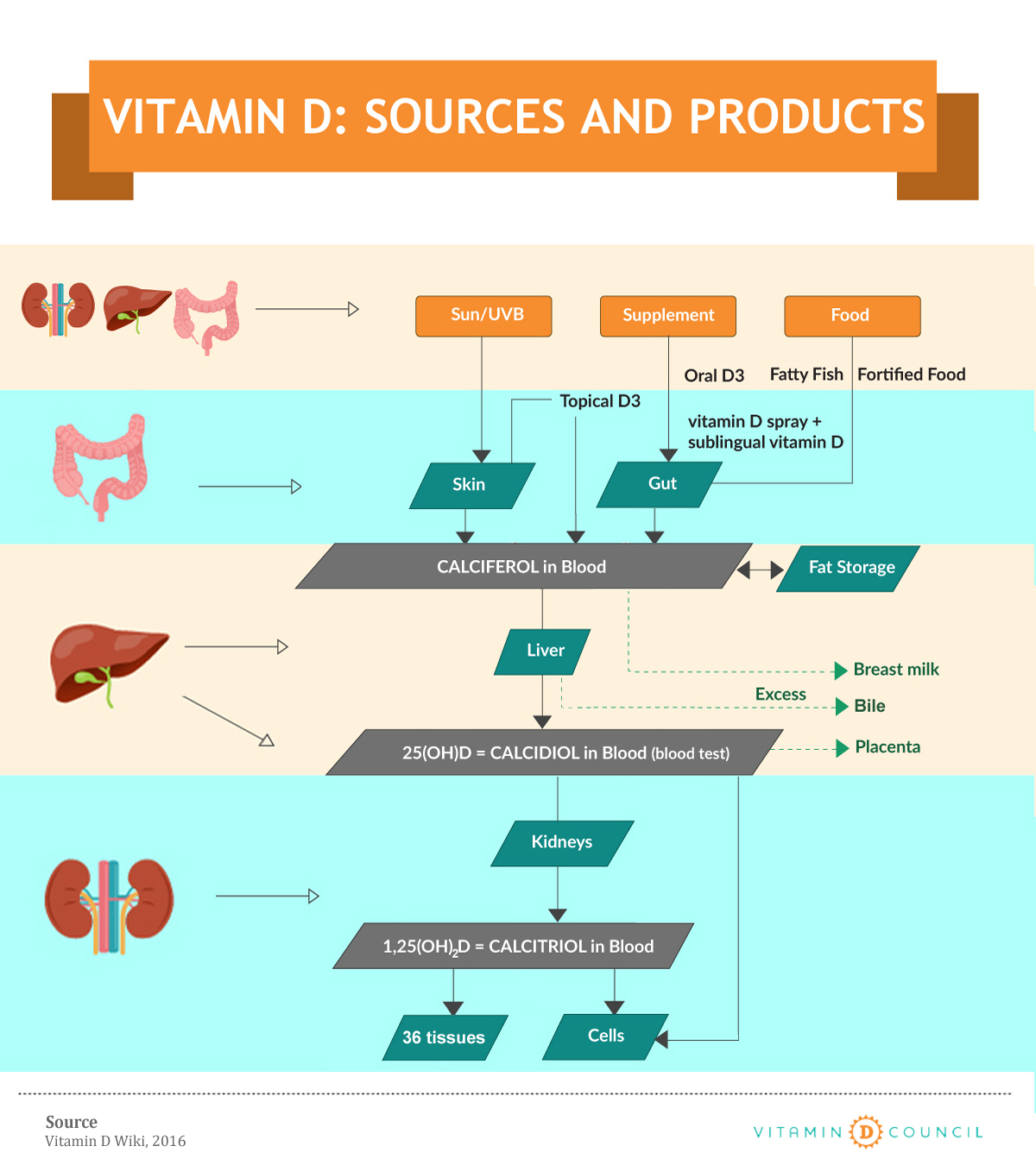 How a Vitamin D Lamp works SPERTI